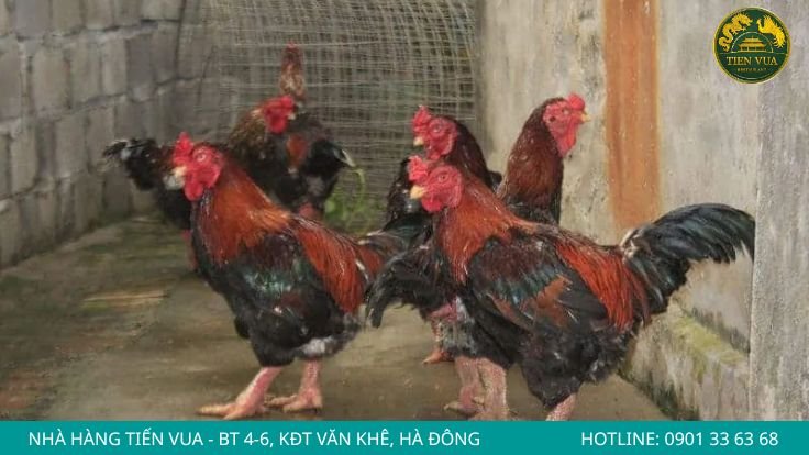 Phân biệt gà Đông Tảo