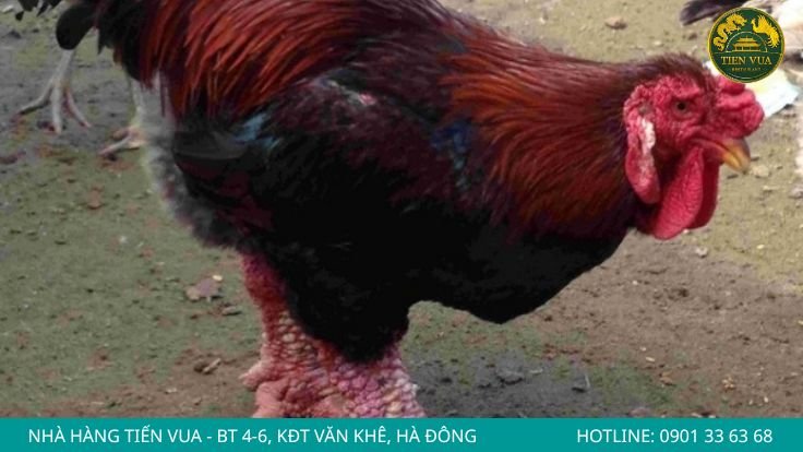 Sự khác nhau giữa gà lai và gà thuần
