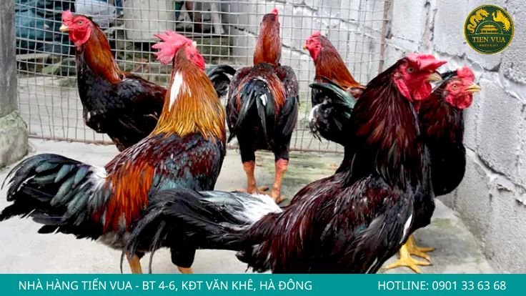 Phân biệt qua trọng lượng và dáng thân