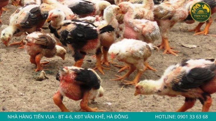 Phân biệt theo độ tuổi của gà