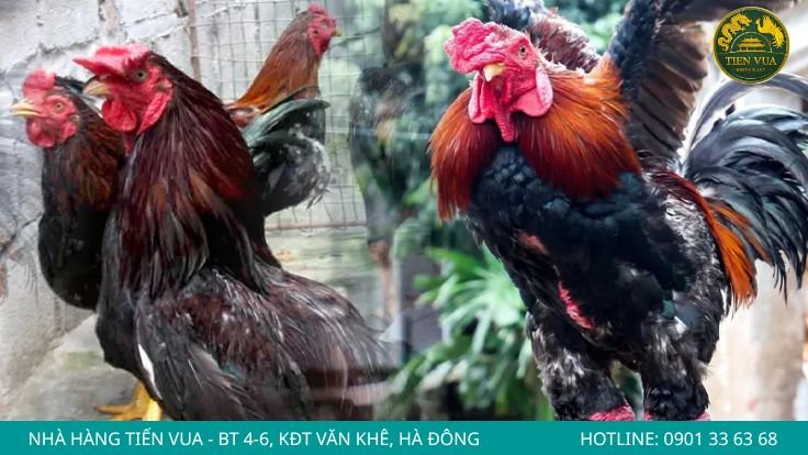 Phân biệt qua màu da, mào và lông
