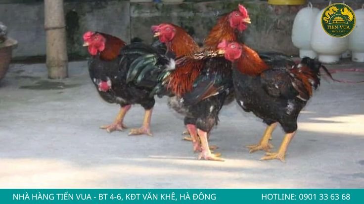 Chất lượng thịt và giá bán khác nhau thế nào?