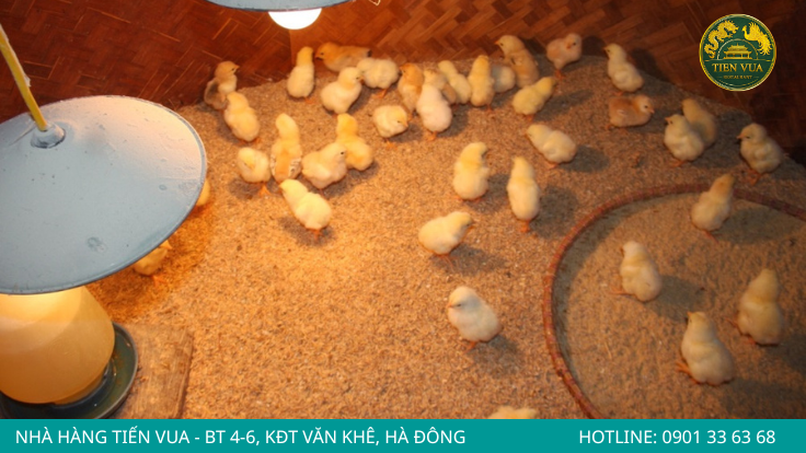  Giai đoạn úm gà con cần đảm bảo đủ nhiệt độ để tăng tỷ lệ sống và hạn chế hao hụt