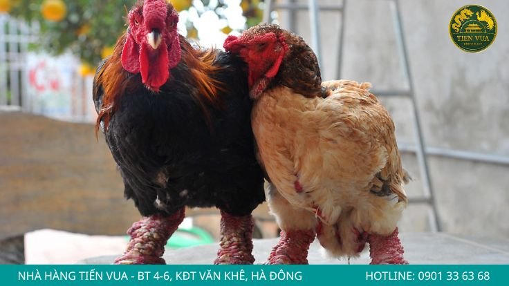 Quan sát chân gà kỹ trước khi chọn