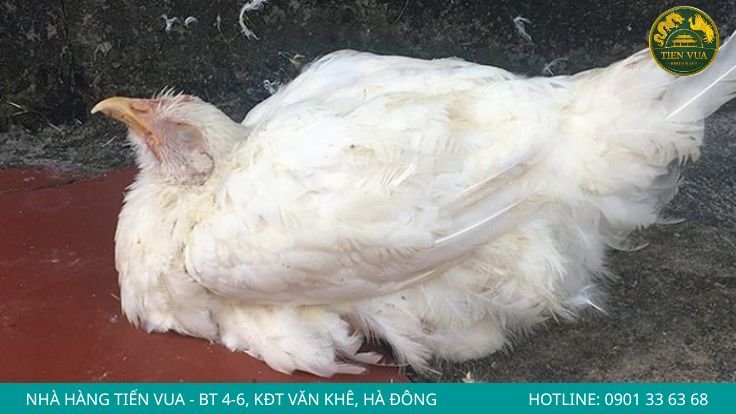 Bệnh Newcastle ở gà Đông Tảo