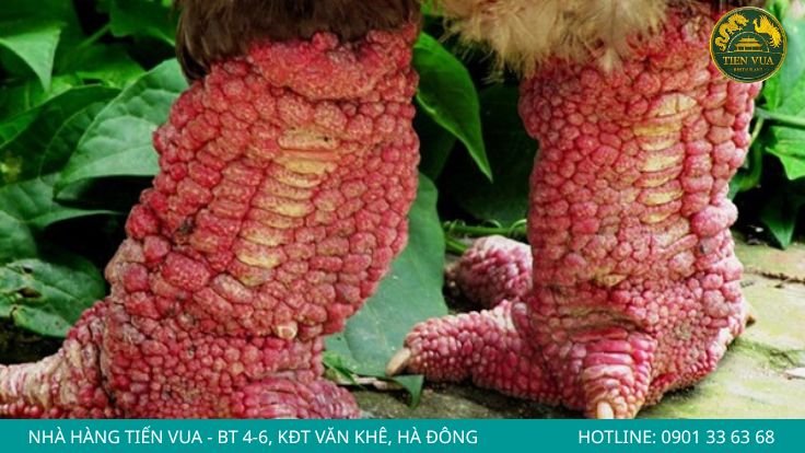 Kích thước và đặc điểm đôi chân (Vảy rồng)