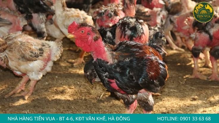 Kiểm tra ngoại hình tổng thể của gà