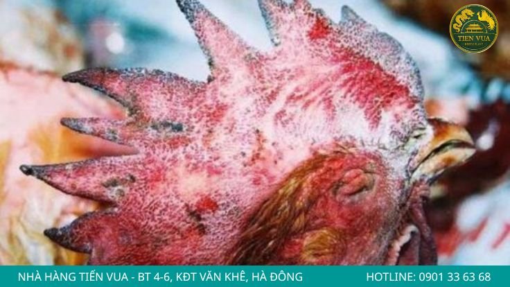 Bệnh tụ huyết trùng ở gà Đông Tảo