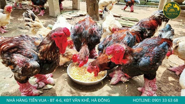 Màu sắc và độ dày của da