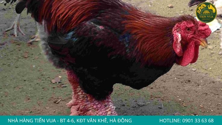 Hỏi rõ nguồn gốc và tình trạng nuôi