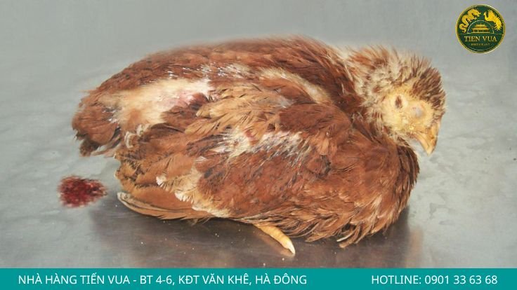 Bệnh cầu trùng gây tiêu chảy ra máu ở gà Đông Tảo