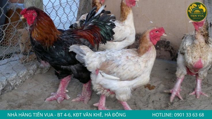 Hình dáng mào và tích gà