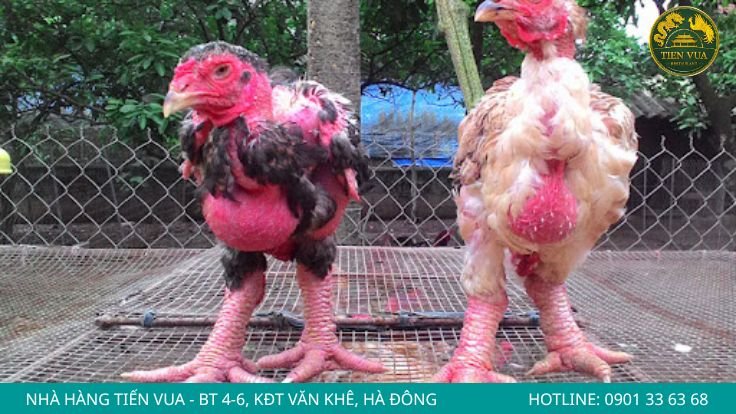 Ưu tiên mua tại trại nuôi uy tín