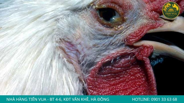 Bệnh hen CRD ở gà Đông Tảo