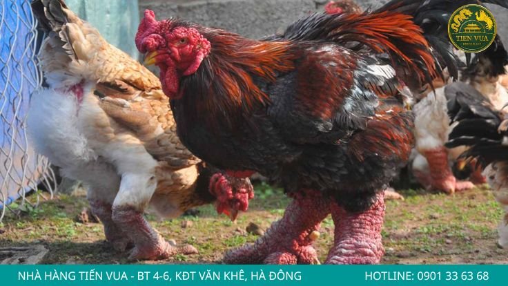 Trọng lượng và tỷ lệ phát triển cơ thể