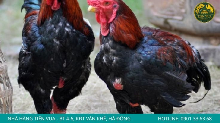 Không ham gà Đông Tảo giá quá rẻ