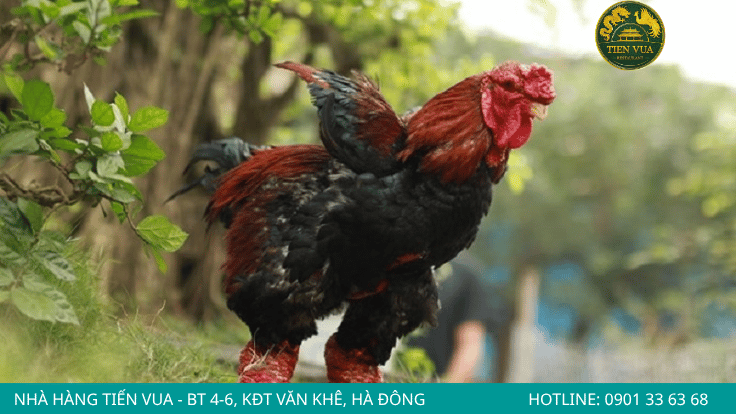 Kinh nghiệm chọn mua gà Đông Tảo chất lượng