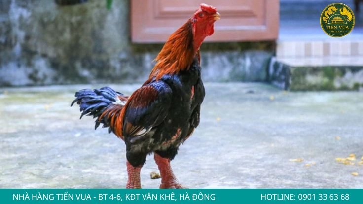 Chọn gà Đông Tảo theo từng nhu cầu sử dụng