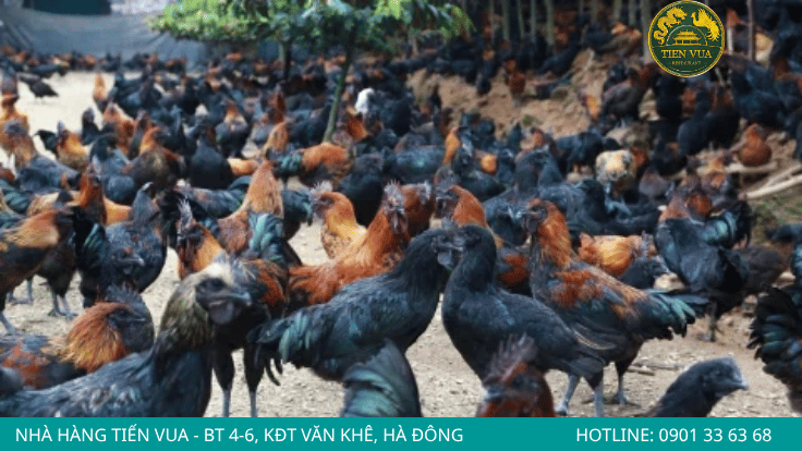 Nhiều gà Đông Tảo kém chất lượng vẫn được bán giá cao