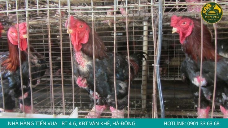 Sai lầm thường gặp khi mua gà Đông Tảo