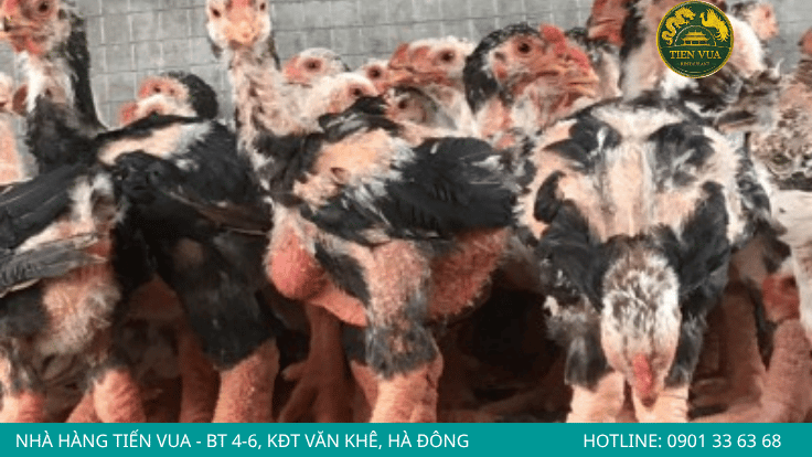 gà Đông Tảo dễ mắc bệnh hơn giống gà thường