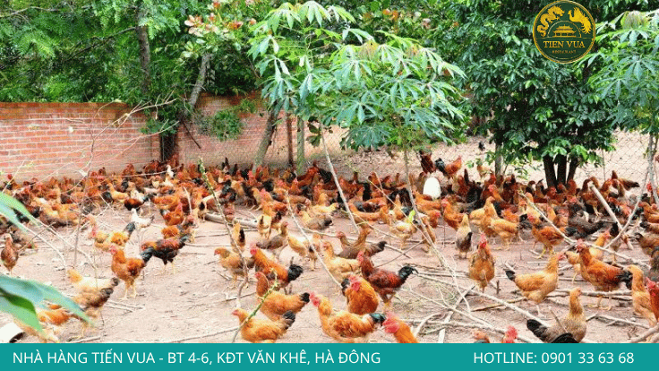 Những sai lầm khiến gà Đông Tảo dễ mắc bệnh