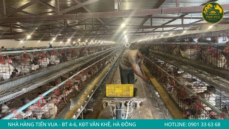 Lựa chọn cơ sở uy tín giúp đảm bảo chất lượng và nguồn gốc gà Đông Tảo