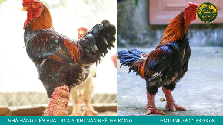 Đôi chân lớn là dấu hiệu dễ nhận biết nhất của gà Đông Tảo