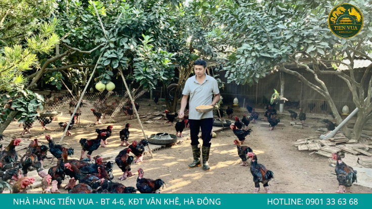 Gà Đông Tảo thuần chủng có tốc độ sinh trưởng chậm