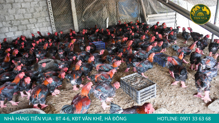 Chất lượng nguyên liệu là bước khởi đầu để tạo nên những món gà Đông Tảo hấp dẫn