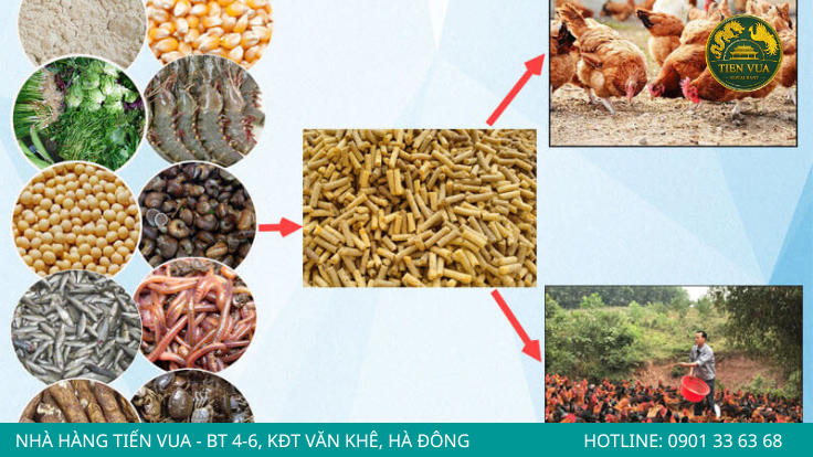 Thóc, ngô và cám gạo là nguồn tinh bột quan trọng giúp gà Đông Tảo phát triển tốt