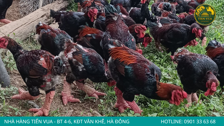  Gà Đông Tảo Hưng Yên là giống gà quý hiếm nổi tiếng với lịch sử lâu đời.