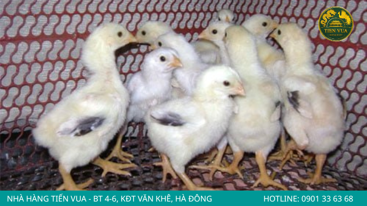 Bảo tồn gà Đông Tảo góp phần gìn giữ nguồn gen quý hiếm của Việt Nam