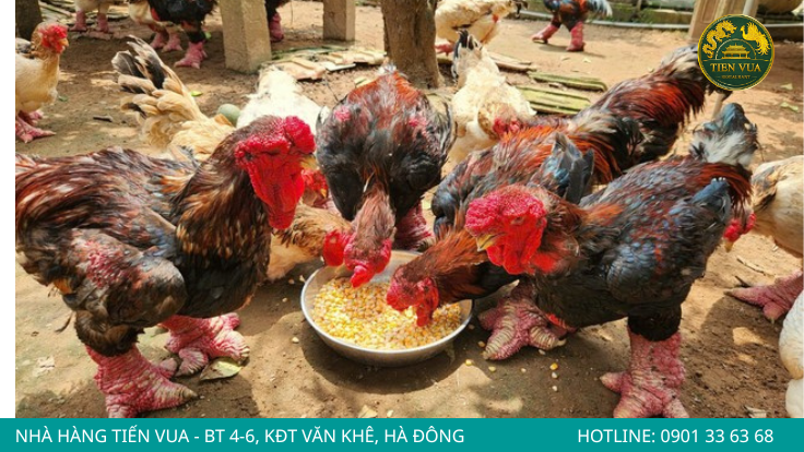Gà Đông Tảo nổi bật với ngoại hình khác biệt và giá trị kinh tế cao