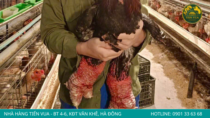 Chân gà to, thô, có lớp vảy sần sùi màu đỏ hồng