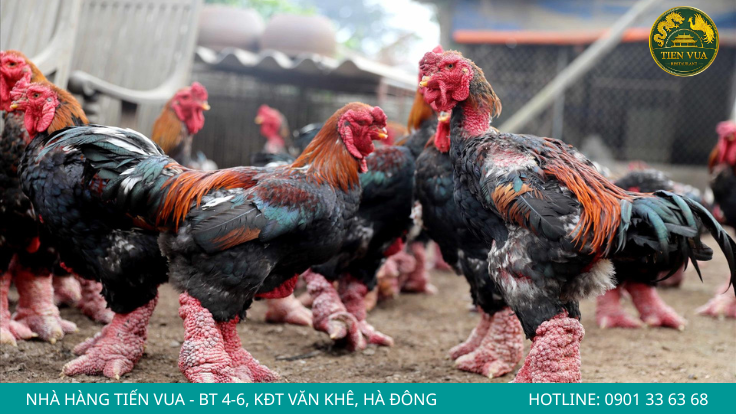 Nhiều hộ nuôi vẫn duy trì việc tuyển chọn gà thuần chủng