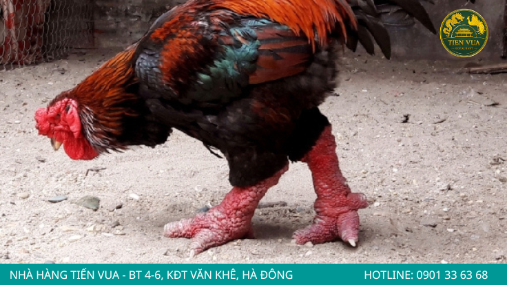Dấu hiệu của gà Đông Tảo khỏe mạnh là bộ lông và màu da đỏ tía