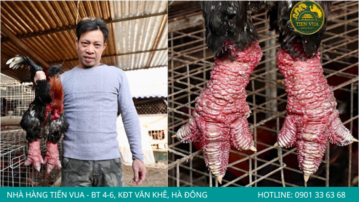 Nên chọn gà Đông Tảo đúng độ tuổi với thịt săn chắc, da giòn và vị ngọt tự nhiên