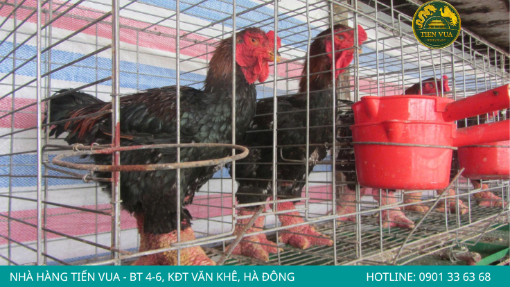 Mô hình nuôi gà Đông Tảo để kinh doanh