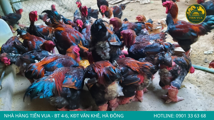 Thức ăn tự nhiên giúp gà Đông Tảo trưởng thành có thịt săn chắc và khỏe mạnh hơn