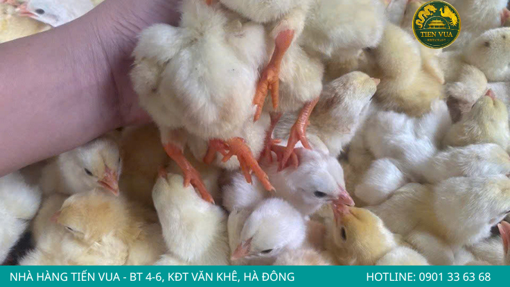 Gà Đông Tảo giai đoạn 1-30 ngày tuổi cần thức ăn dễ tiêu hóa và giàu dinh dưỡng