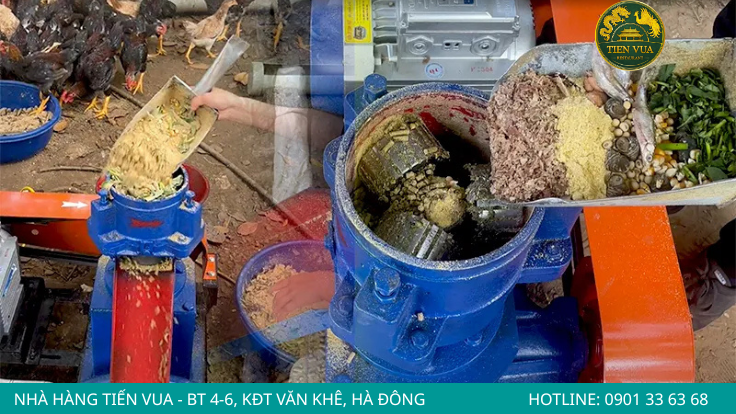 Tránh những sai lầm phổ biến trong chế độ ăn để gà Đông Tảo tăng trưởng tốt
