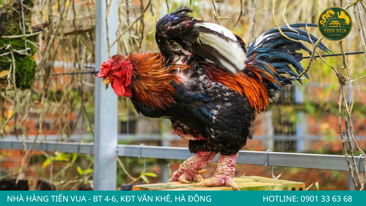 Áp dụng đúng kỹ thuật nuôi và chăm sóc sẽ giúp gà Đông Tảo khỏe mạnh, lớn nhanh