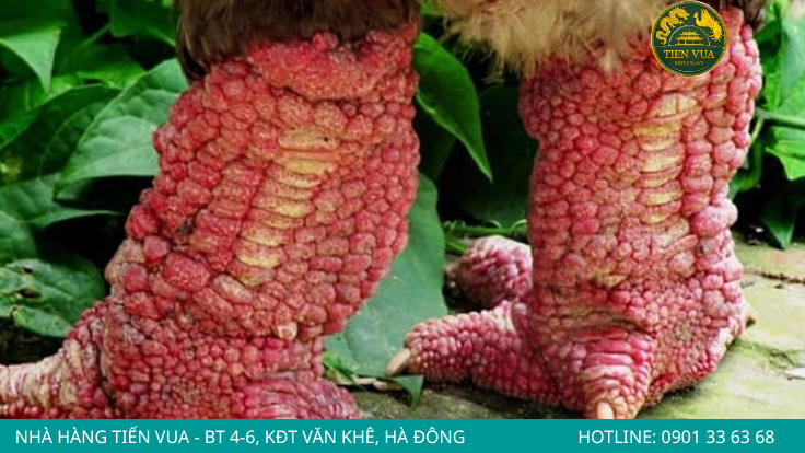Đôi chân to khỏe là đặc điểm nổi bật tạo nên giá trị riêng của gà Đông Tảo