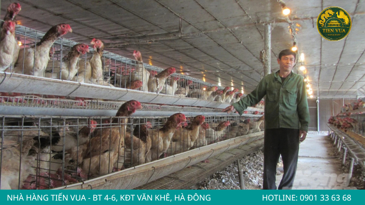 Chuồng nuôi đạt chuẩn giúp gà Đông Tảo phát triển khỏe mạnh và hạn chế bệnh tật.