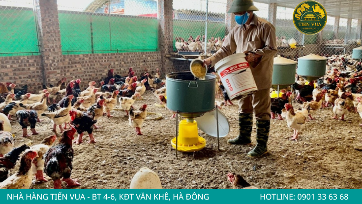 Chế độ dinh dưỡng phù hợp giúp gà Đông Tảo tăng trưởng và phát triển khỏe mạnh