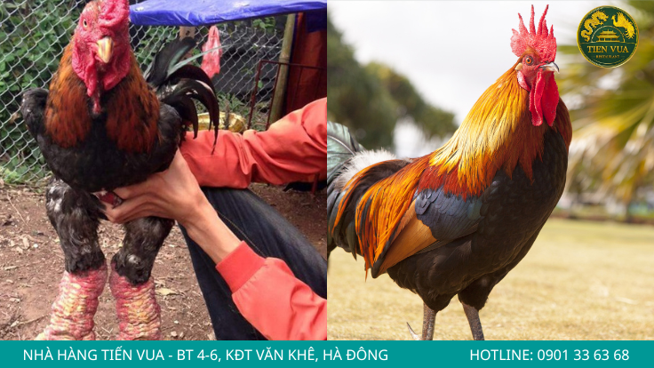 Không phải mọi loại gà mang tên Đông Tảo đều là gà thuần chủng