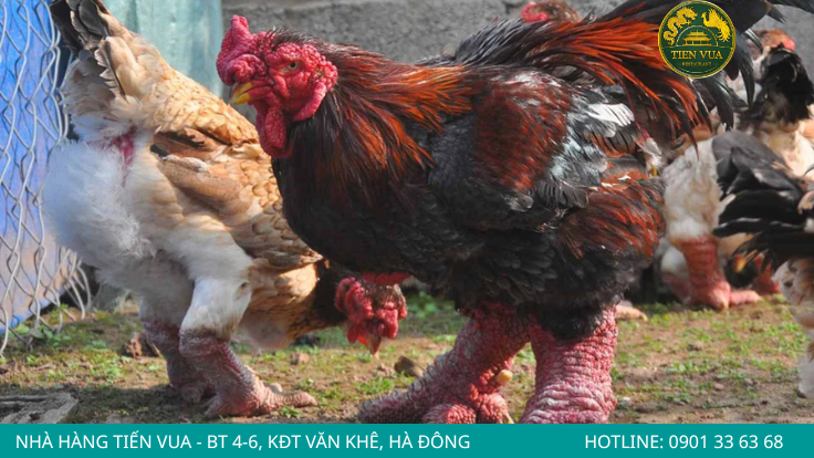 Đôi chân to chính là đặc điểm làm nên giá trị nổi bật của gà Đông Tảo trên thị trường