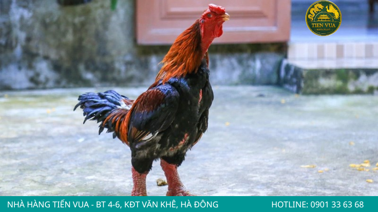 Gà Đông Tảo là một gà quý hiếm làm quà biếu tặng rất sang trọng