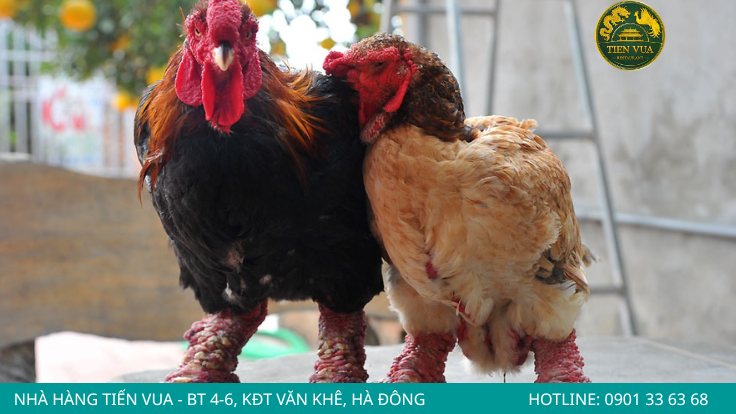 Chân to có phải đột biến